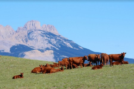 Stock image of cattle
