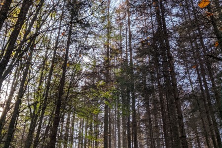 A kook at trees that green bonds can support
