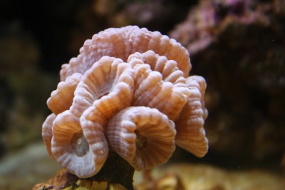 Coral 