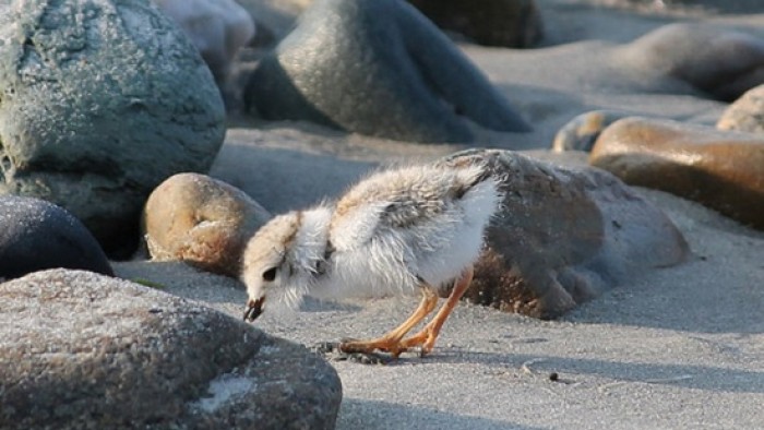 Plover