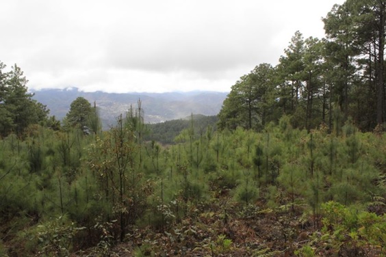 Ixtlan de Juarez forest