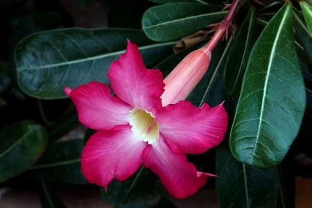 Desert Rose
