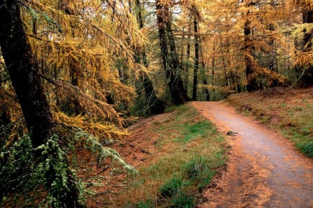 Larch trees in forest