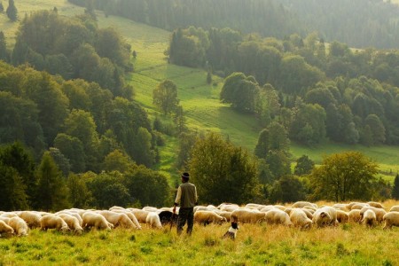 A herd of sheep shows the danger in overfarming- and the impossibility of reducing nature to a single type