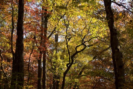 Forest image
