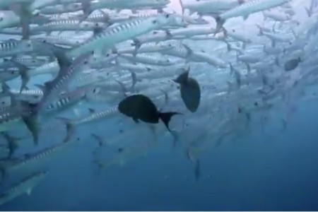 A school of fish in Indonesia