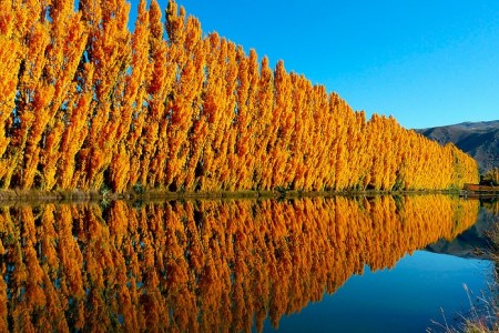 Poplar trees near water