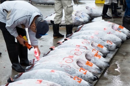 Tuna auction in China