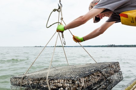 Oyster cage being lowered from boat