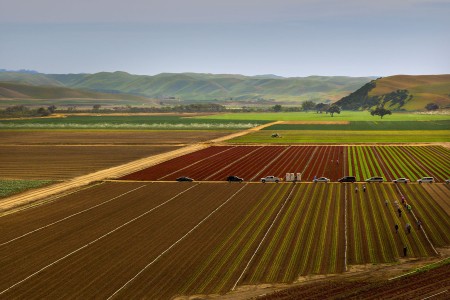 Lettuce crops in California