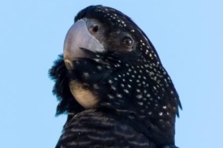A bird looking to the left, camouflaging its face, illustrates the urgency and variability of biodiversity.