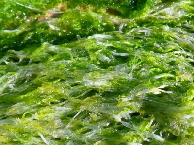 Seaweed