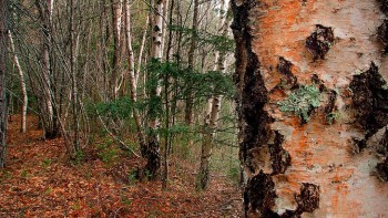 Birch trees in forest