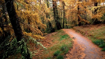 Larch trees in forest