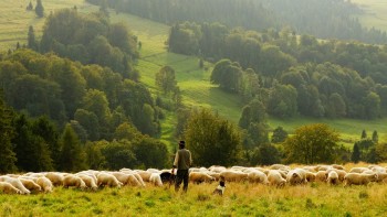 A herd of sheep shows the danger in overfarming- and the impossibility of reducing nature to a single type