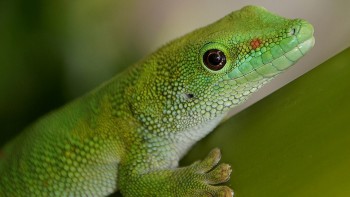 Madagascar gecko
