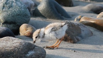 Plover
