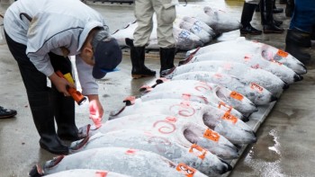 Tuna auction in China
