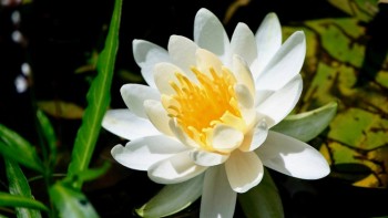 Lily in Upstate New York