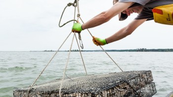 Oyster cage being lowered from boat