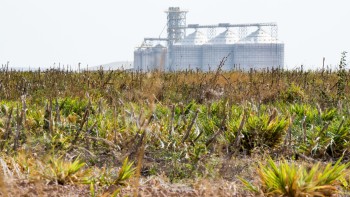 Soy farm in Brazil