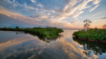 Mangroves in Florida