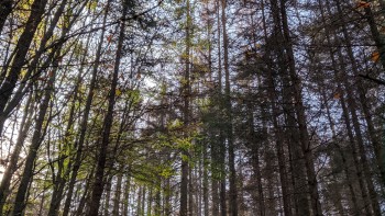 A kook at trees that green bonds can support