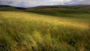 Oregon's Zumwalt Prairie, courtesy Julius Pasay of the Climate Trust
