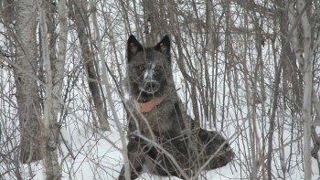 The Defense Department helps this Minnesota wolf defend its turf.