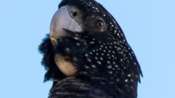 A bird looking to the left, camouflaging its face, illustrates the urgency and variability of biodiversity. 