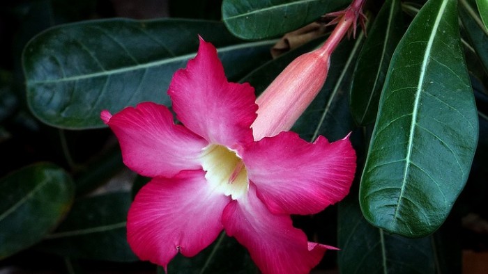 Desert Rose