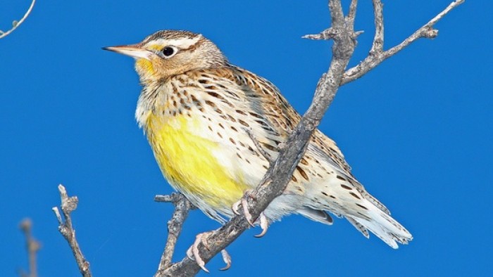 Meadowlark in tree