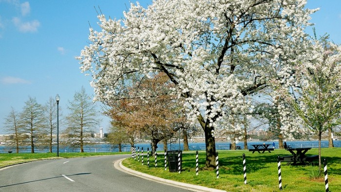 Washington, DC foliage