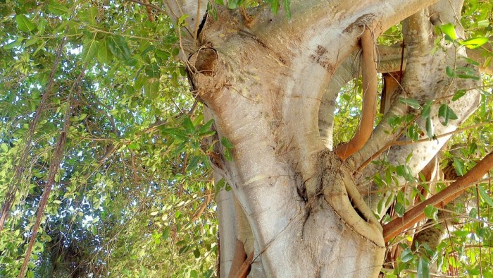 Tree in Florida