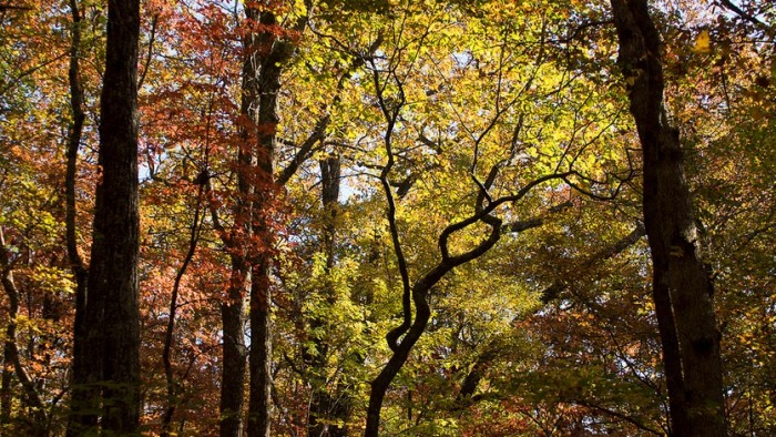 Forest image