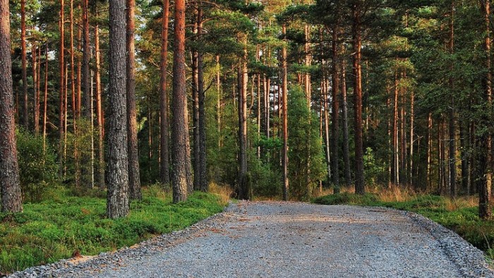 Forest Road