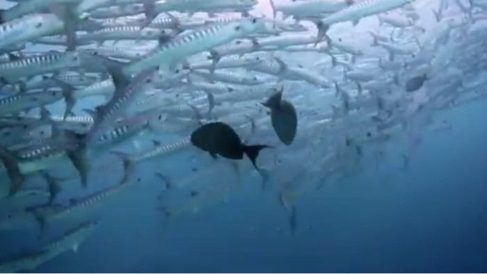 A school of fish in Indonesia