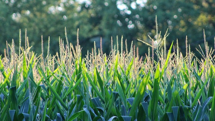 Corn field