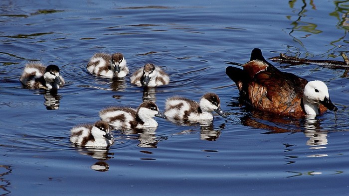 Paradise ducks swimming as a group