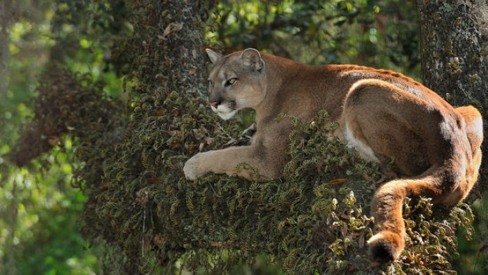 So this panther walks into a bank...