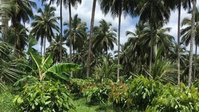 Growing food in the forest for financeable flourishing