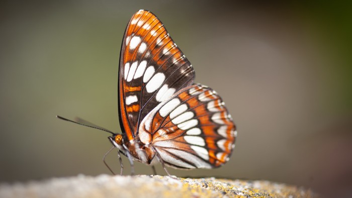 closeup of a butterfly