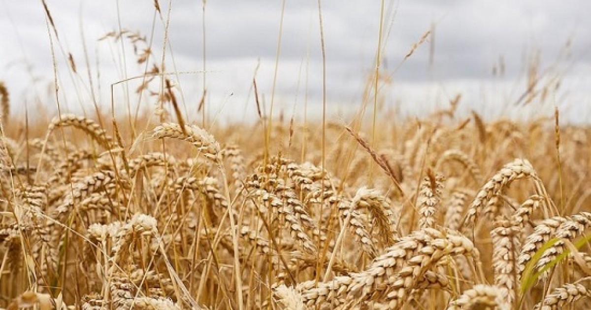 Сх растения. ГМО пшеница. Генномодифицированные сорта пшеницы. Трансгенная пшеница. Зерно с ГМО.