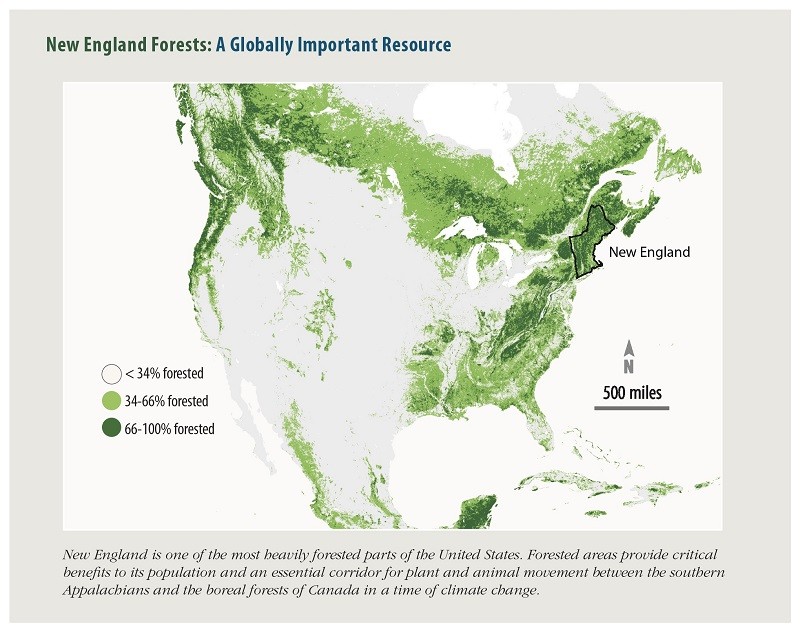 New England Forests Graphic