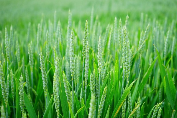 Green Wheat image