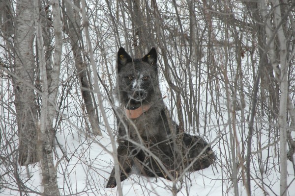 The Defense Department helps this Minnesota wolf defend its turf. 
