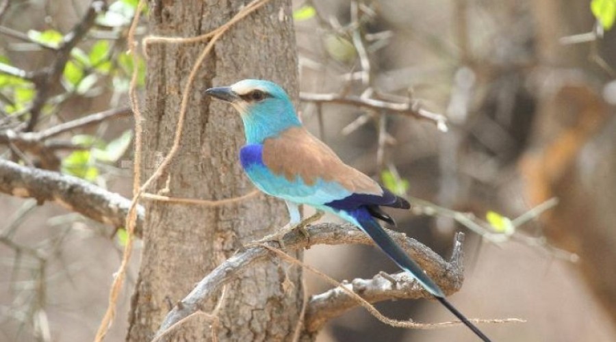 Abyssinian Roller Bird
