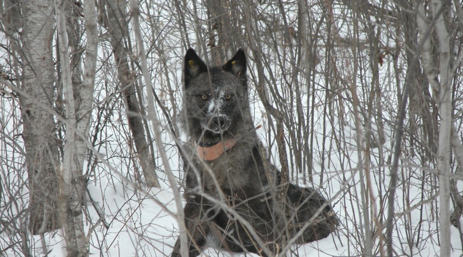 The Defense Department helps this Minnesota wolf defend its turf. 
