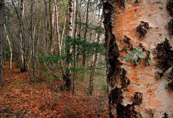Birch trees in forest