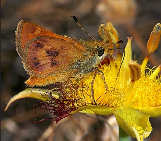 Rural skipper insect in San Luis Obispo